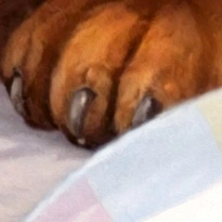 closeup picture of some of the details in Sweet Five product
