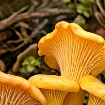 closeup picture of some of the details in Forest Friends product