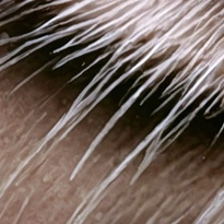 closeup picture of some of the details in A Hug in Bloom product
