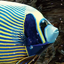 closeup picture of some of the details in Living Reef product
