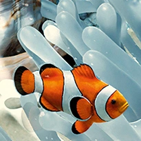 closeup picture of some of the details in Living Reef product
