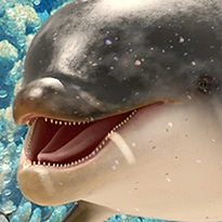 closeup picture of some of the details in Living Reef product