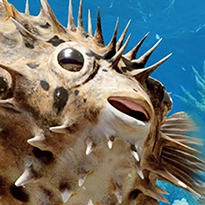 closeup picture of some of the details in Living Reef product