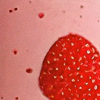 closeup picture of some of the details in Espresso Yourself product