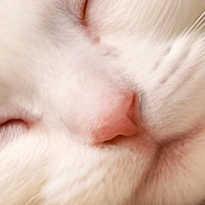 closeup picture of some of the details in Little Dreamer product